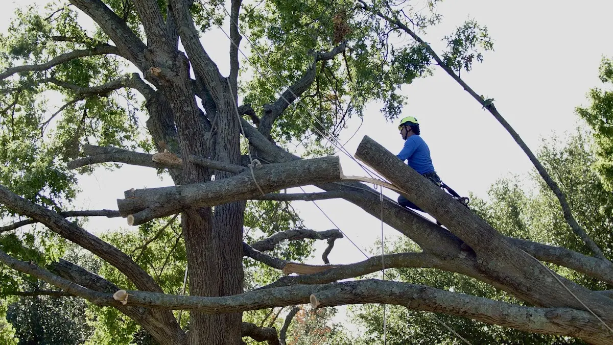 Professional Hazardous Tree Removal performed by certified arborists in Center Point
