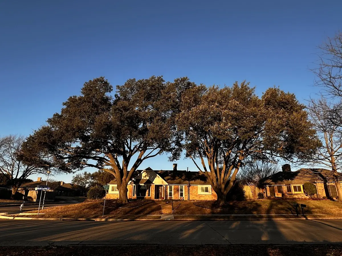 Established residential canopy tree shading a home in Center Point